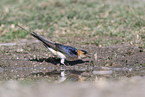 red-rumped swallow