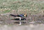 red-rumped swallow