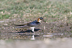 red-rumped swallow