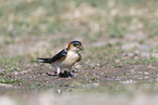 red-rumped swallow