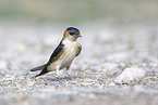 red-rumped swallow
