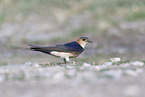 red-rumped swallow
