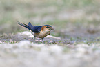 red-rumped swallow
