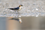 red-rumped swallow