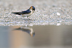 red-rumped swallow