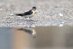 red-rumped swallow