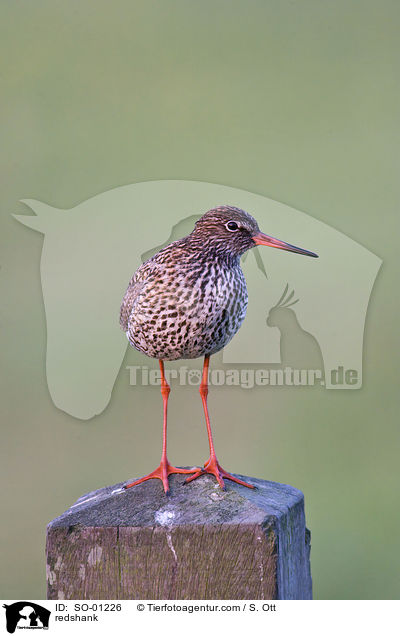 Rotschenkel / redshank / SO-01226
