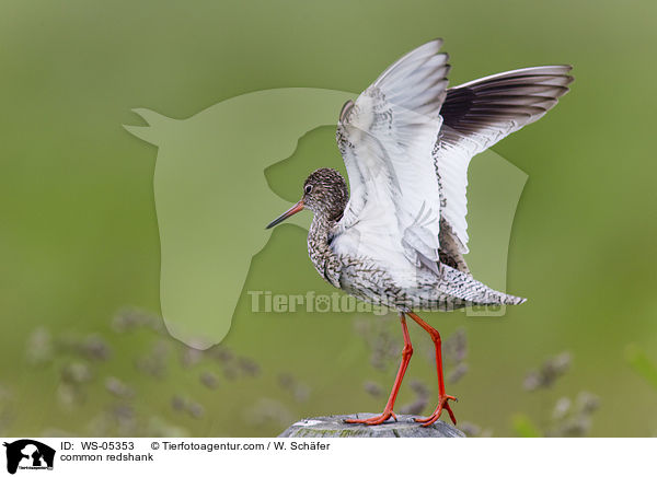 Rotschenkel / common redshank / WS-05353
