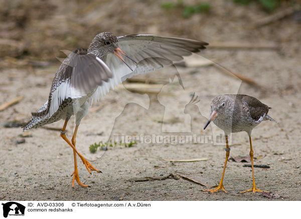 Rotschenkel / common redshanks / AVD-03306