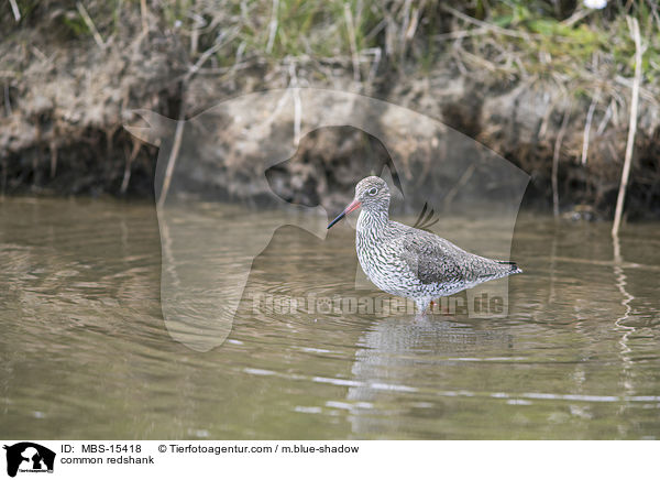 Rotschenkel / common redshank / MBS-15418