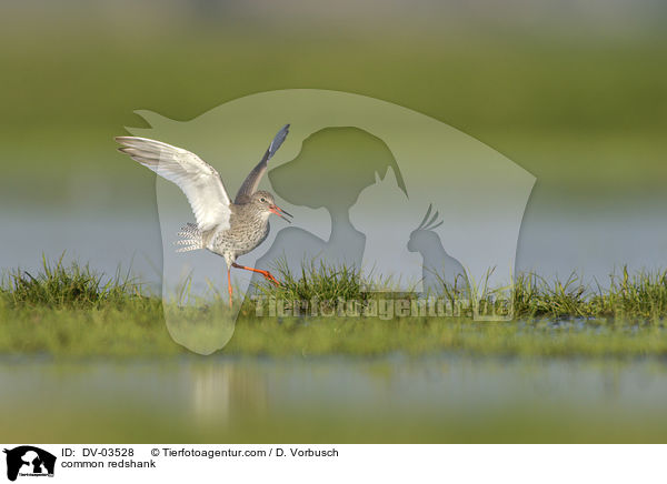 Rotschenkel / common redshank / DV-03528