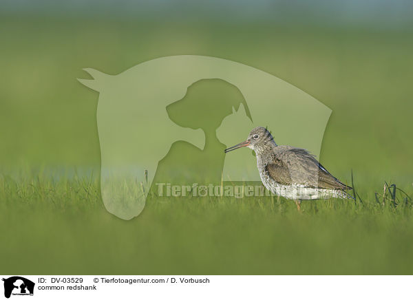 Rotschenkel / common redshank / DV-03529