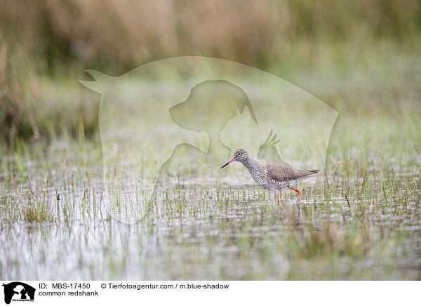 Rotschenkel / common redshank / MBS-17450
