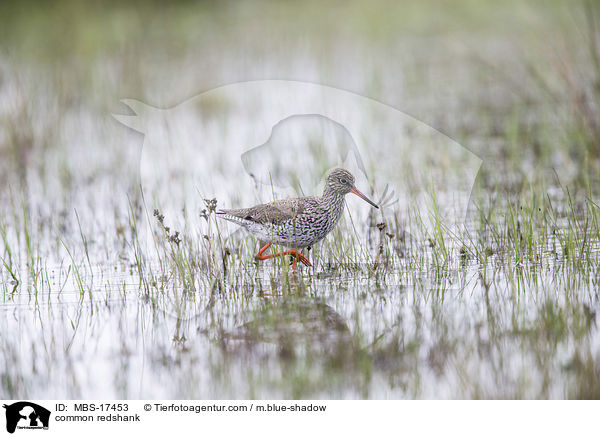 Rotschenkel / common redshank / MBS-17453