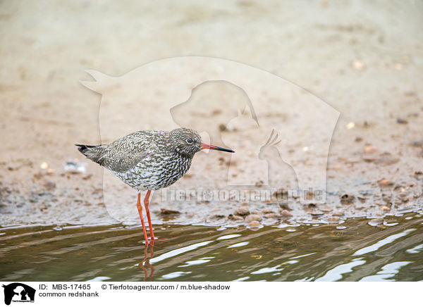 Rotschenkel / common redshank / MBS-17465