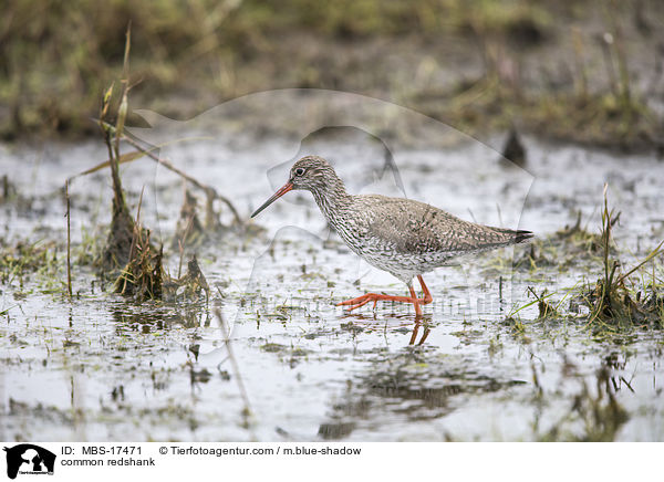 Rotschenkel / common redshank / MBS-17471