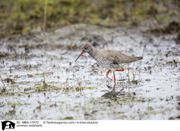 Rotschenkel / common redshank / MBS-17472