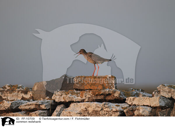 Rotschenkel / common redshank / FF-10709