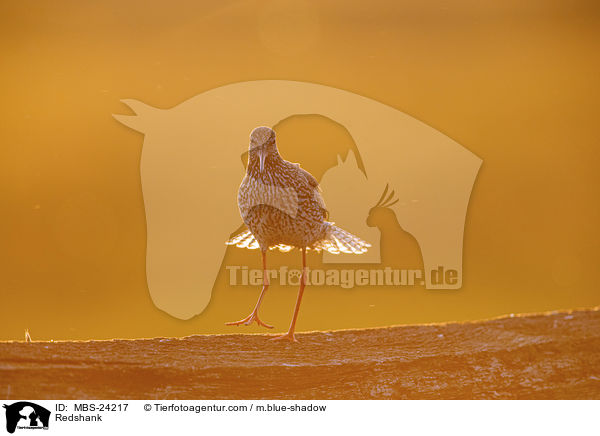 Rotschenkel / Redshank / MBS-24217
