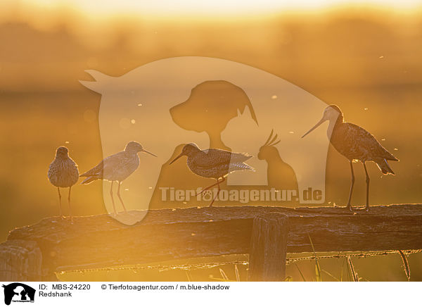 Rotschenkel / Redshank / MBS-24220