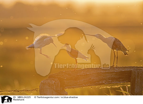 Rotschenkel / Redshank / MBS-24225