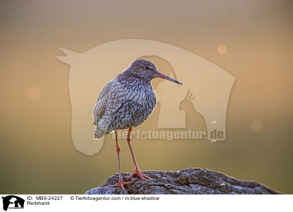 Rotschenkel / Redshank / MBS-24227