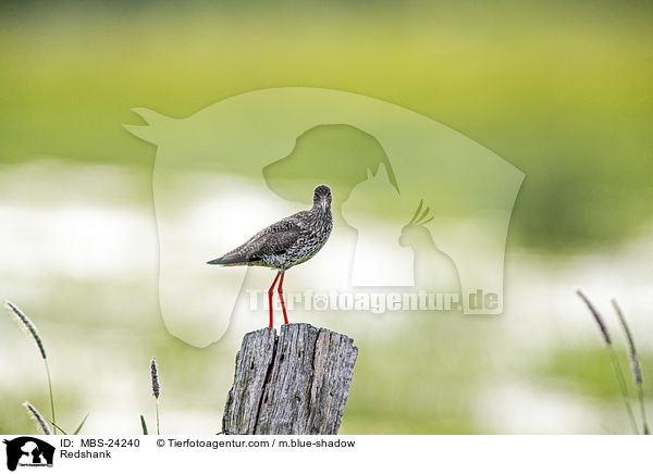Rotschenkel / Redshank / MBS-24240