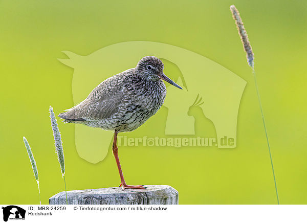 Rotschenkel / Redshank / MBS-24259