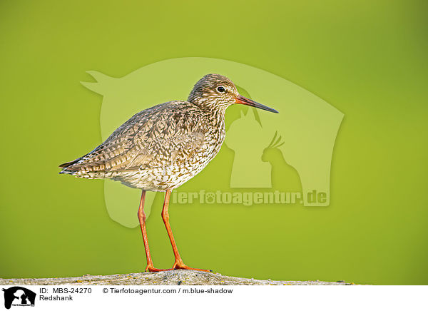 Rotschenkel / Redshank / MBS-24270