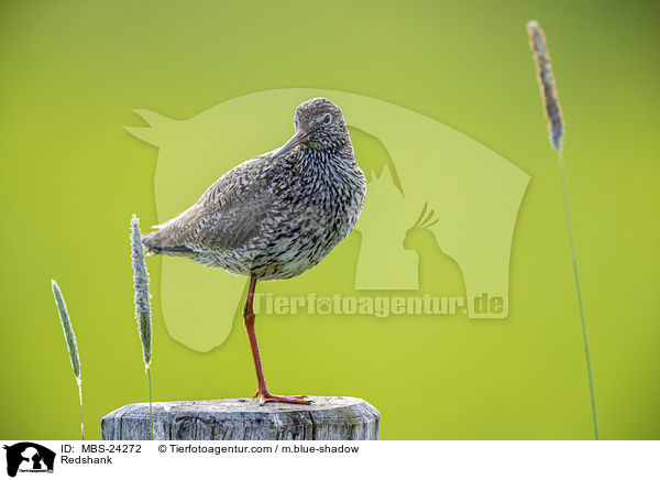 Rotschenkel / Redshank / MBS-24272