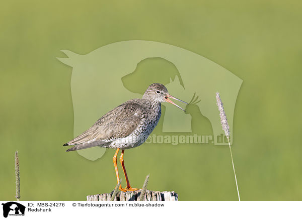 Rotschenkel / Redshank / MBS-24276
