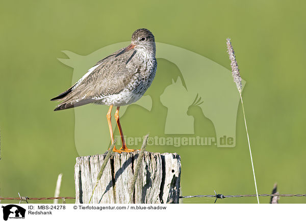 Rotschenkel / Redshank / MBS-24278