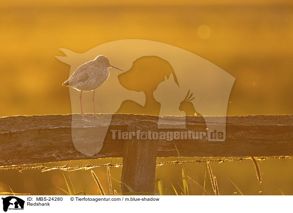 Rotschenkel / Redshank / MBS-24280