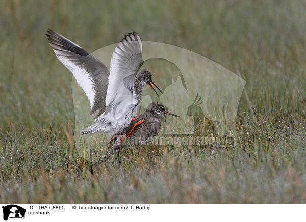 Rotschenkel / redshank / THA-08895