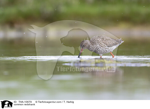Rotschenkel / common redshank / THA-10679
