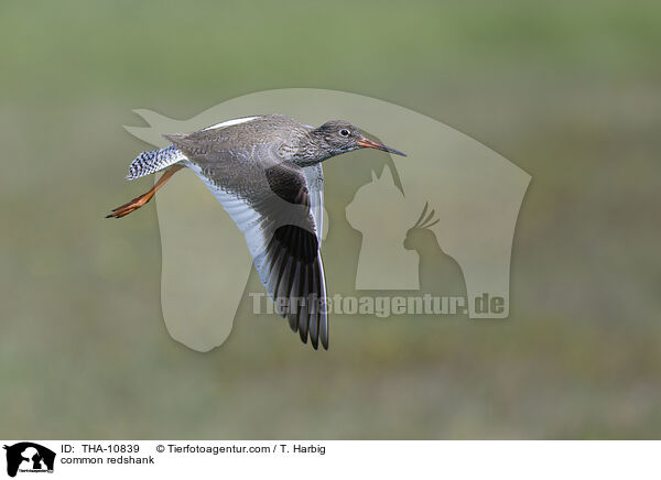Rotschenkel / common redshank / THA-10839