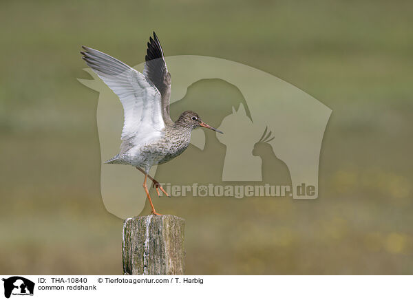 Rotschenkel / common redshank / THA-10840