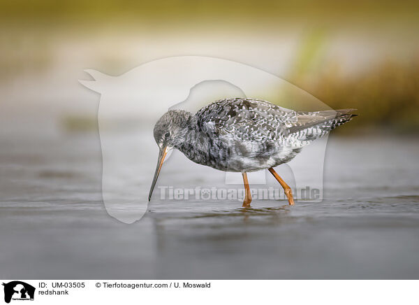 Rotschenkel / redshank / UM-03505