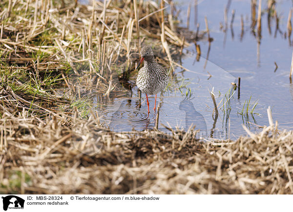 Rotschenkel / common redshank / MBS-28324