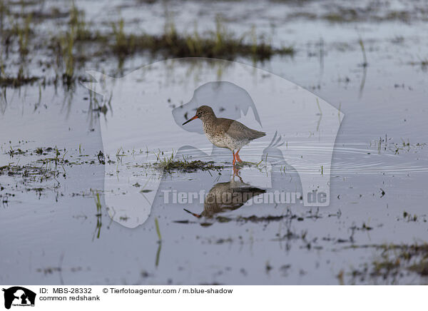 Rotschenkel / common redshank / MBS-28332