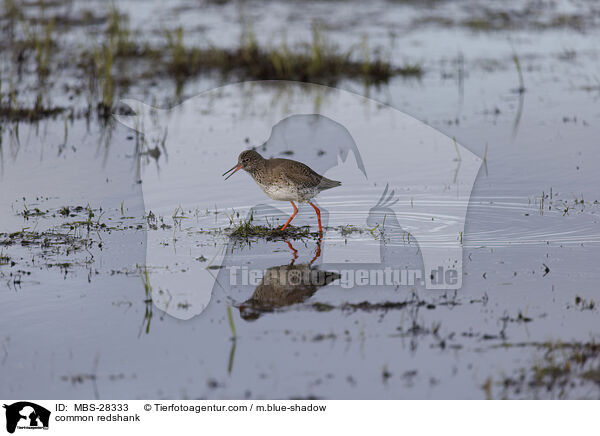 Rotschenkel / common redshank / MBS-28333