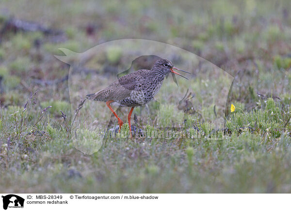 Rotschenkel / common redshank / MBS-28349