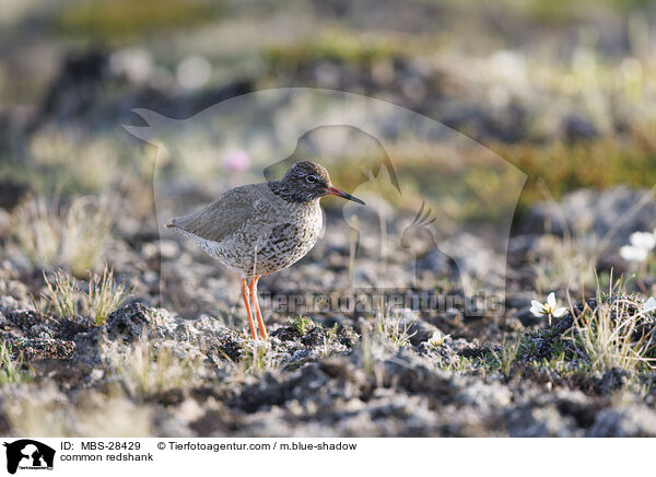 Rotschenkel / common redshank / MBS-28429