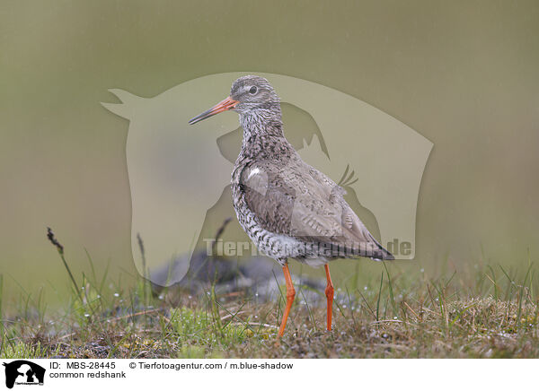 Rotschenkel / common redshank / MBS-28445