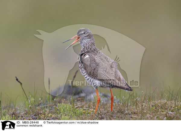 Rotschenkel / common redshank / MBS-28446