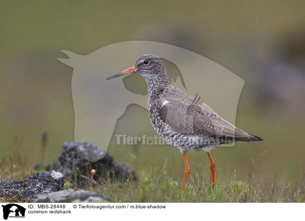 Rotschenkel / common redshank / MBS-28448