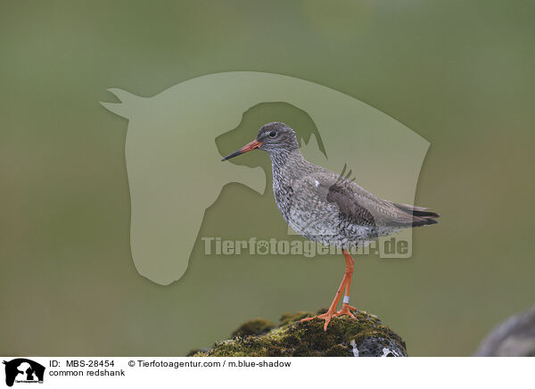Rotschenkel / common redshank / MBS-28454