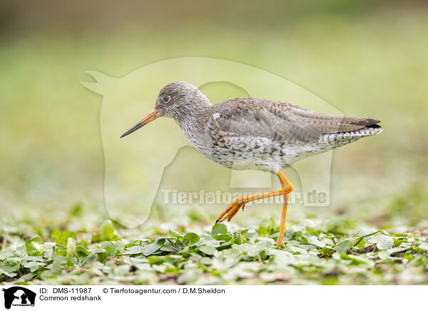 Rotschenkel / Common redshank / DMS-11987