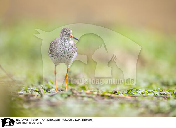 Rotschenkel / Common redshank / DMS-11989