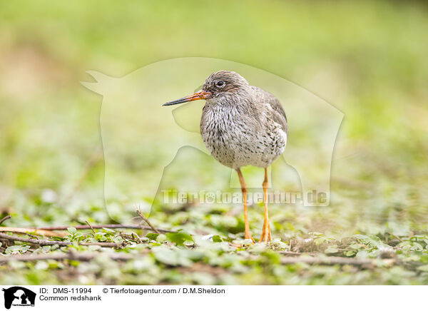 Rotschenkel / Common redshank / DMS-11994